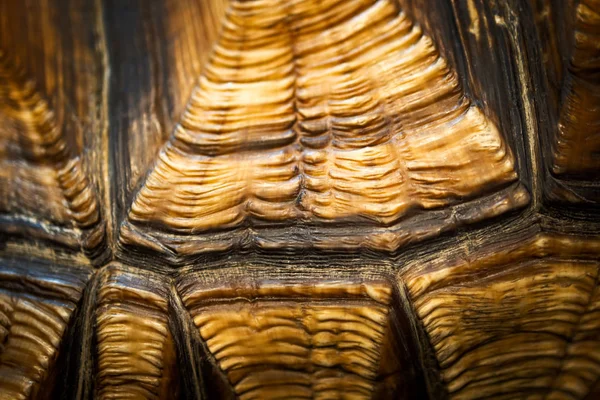 Close up of beautiful texture of turtle carapace, tortoise skin for animal skin, nature abstract background, pattern of turtle back shell, Sulcata tortoise or African apurred tortoise