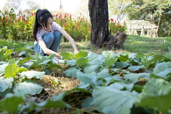 Happy Asian Child Girl Growing Vegetables Gardening Backyard Activities School — Stock Photo, Image