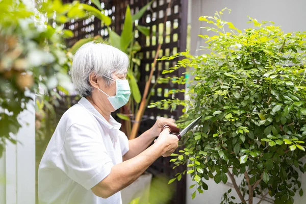 Asian Senior Woman Pruning Branches Cuts Branches Tree Garden Self — Stock Photo, Image