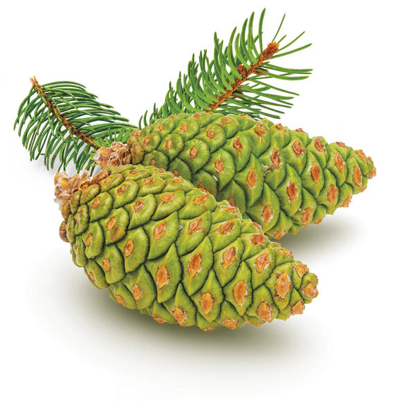 Group of 2 green cones and wild pine branch (Pinus Silvestris L.). Isolated on white background.