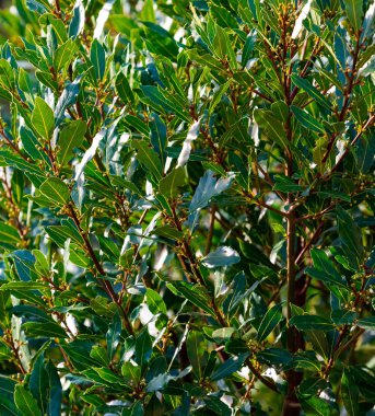 Yaprakları, sapları ve defne ağacı meyve arka plan. Şafakta.