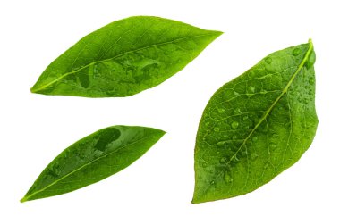 Kızılcık (mavi yabanmersini-Vaccinium corymbosum) yakın çekim ön yeşil yaprakları. Su damlaları ile. Beyaz arka planda yalıtılmış.