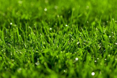 Yakın çekim yeşil çim, taze ve ıslak. Bokeh ve güneş fişekleri ile güzel doku.