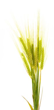 Yeşil arpa kulakları (taze). Beyaz arka planda yalıtılmış.