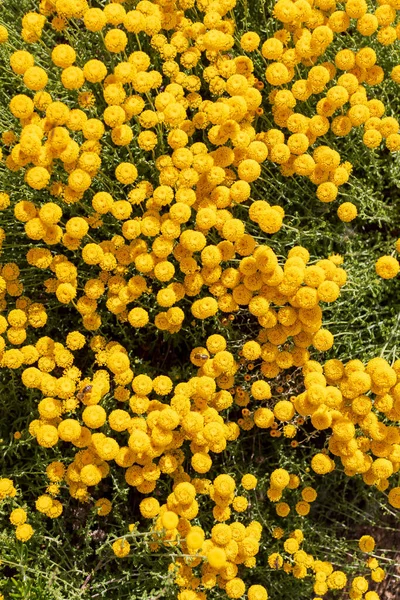 Santolina Chamaecyparissus Planta Medicinal Selvagem Tradicional Com Flores Amarelas — Fotografia de Stock