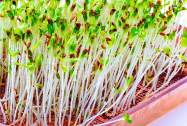 Germinated taze ve çiğ yonca filizlenir. Beyaz arka plan üzerinde izole yakın çekim.