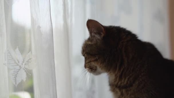 Perdenin arkasından dışarı bakan kedi. — Stok video