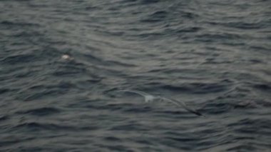 Deniz zemininde uçan martı. Yavaş çekim izleme videosu. Gün batımı