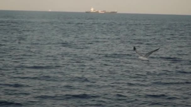 Gabbiano volante sullo sfondo del mare. Video di localizzazione al rallentatore. Tramonto — Video Stock