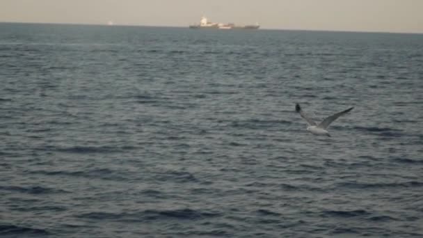 Mouette volante sur le fond marin. Vidéo de suivi au ralenti. Coucher de soleil 