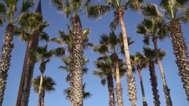 A olhar para as palmeiras. Gimbal. Férias tropicais de verão. Conceito de ecologia — Vídeo de Stock