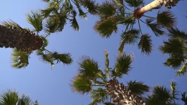 Mirando hacia las palmeras y girando 360 grados. Gimbal. Vacaciones tropicales de verano. Fuera de línea — Vídeo de stock