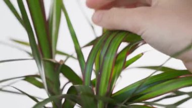 Ev bitkisiyle ilgilenirken elinizi yakın tutun. Sera, ekoloji konsepti. Sürdürülebilir yaşam