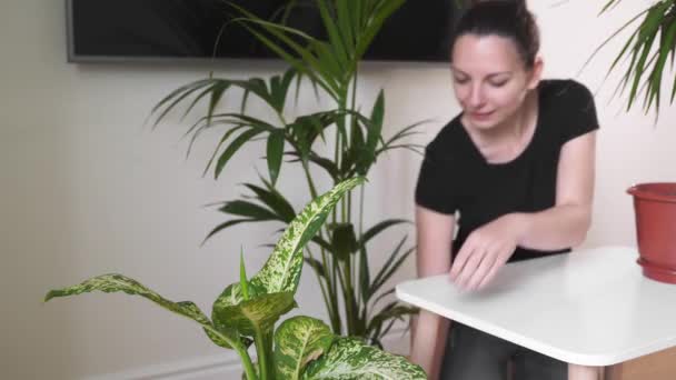 Mujer joven cuidando de la planta de la casa. Invernadero, concepto de ecología. Vida sostenible — Vídeos de Stock