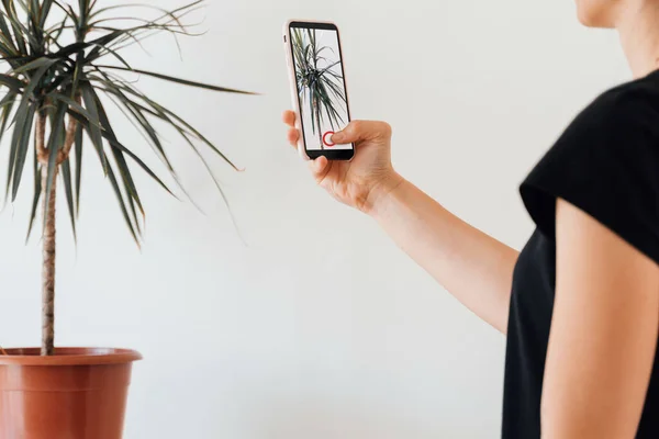 Jovem com telefone faz foto de planta em casa . — Fotografia de Stock