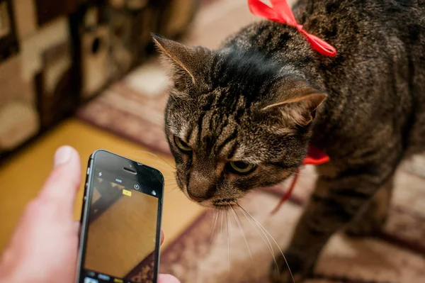 Gato con mariposa — Foto de Stock