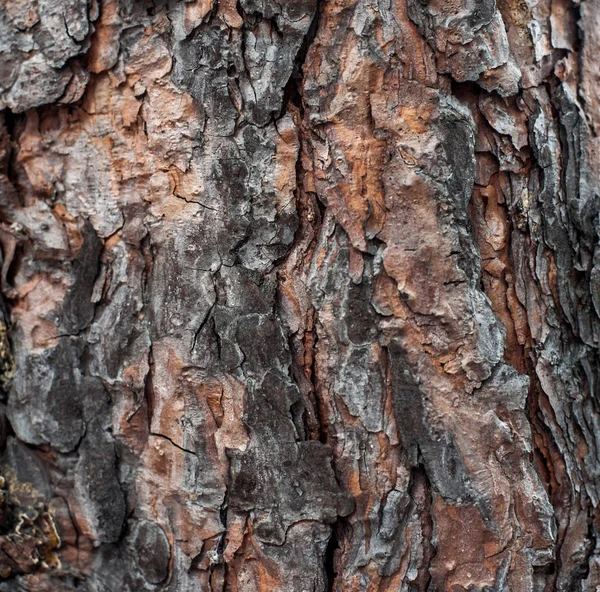 Bark av furu, trä textur — Stockfoto