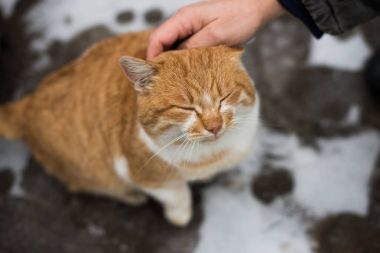 Şişman bir zencefil kedi okşamak