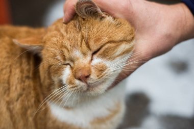 Şişman bir zencefil kedi okşamak