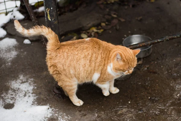 Acaricia a un gato pelirrojo gordo — Foto de Stock