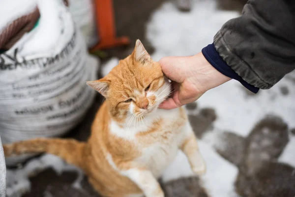 Membelai kucing gemuk berambut merah — Stok Foto