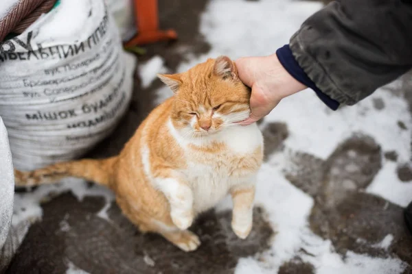 Eine dicke Ingwerkatze streicheln — Stockfoto