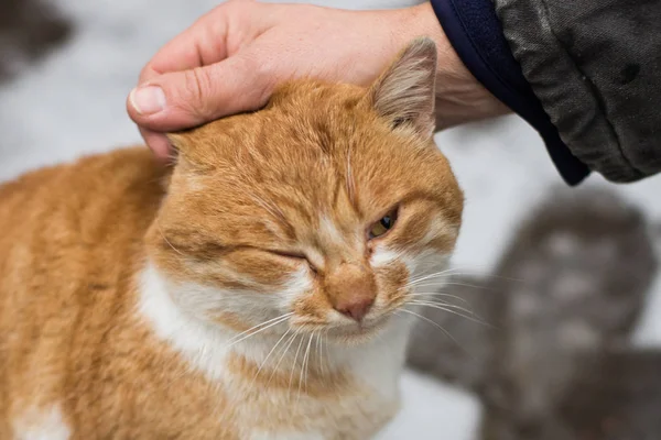 Eine dicke Ingwerkatze streicheln — Stockfoto