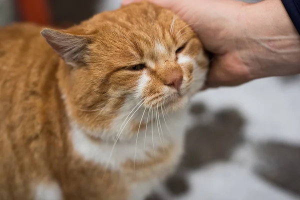 Şişman bir zencefil kedi okşamak