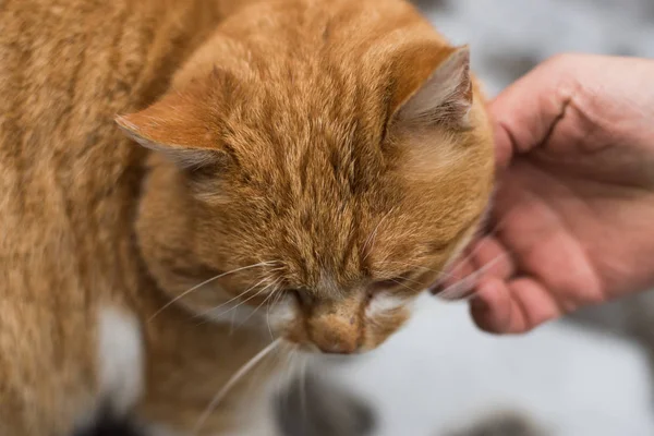Şişman bir zencefil kedi okşamak