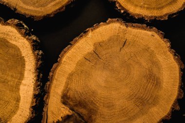 Bir yaşlı ahşap ağaç bölüm halkaları ve dokular ile kırık. Organik hissi ile yuvarlak arka plan.