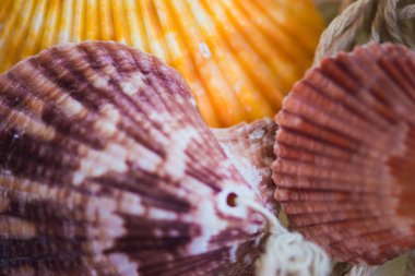 Arka planda kabukları ile güzel deniz kompozisyon ızgara