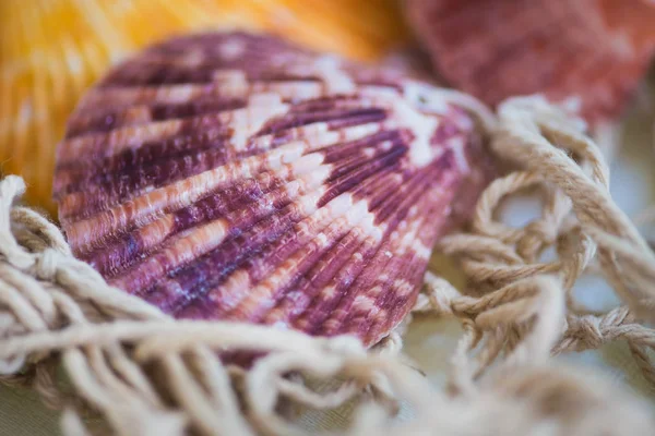 Bella composizione di mare con conchiglie sullo sfondo di una griglia — Foto Stock