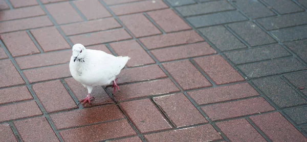 Adult white Dove seen perched on a tiled roof, looking for food in a nearby garden, part of a large flock. — Stock Photo, Image