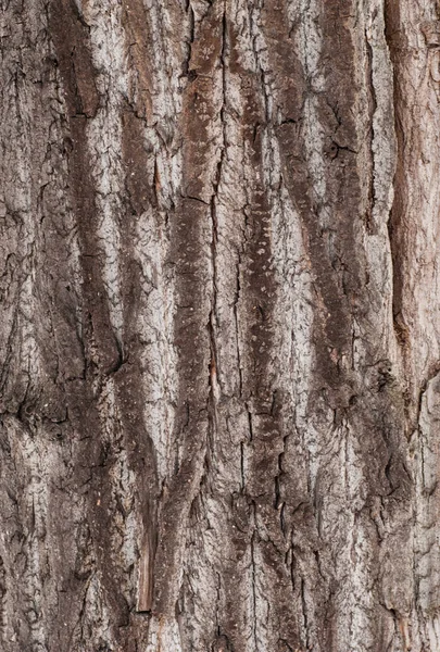 Dry tree bark texture background — Stock Photo, Image