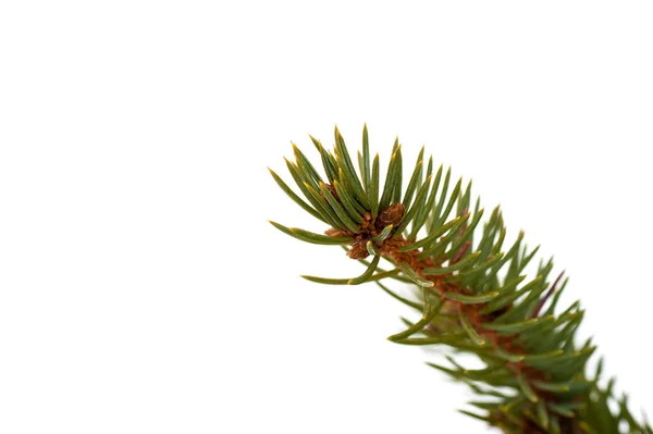 Větev borovice na bílém pozadí, místo pro text — Stock fotografie