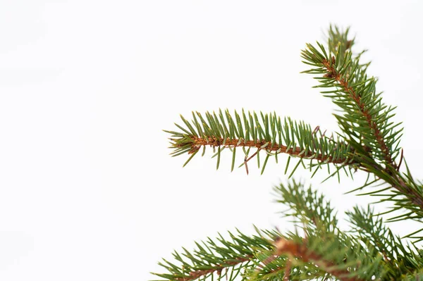 Pine gren på vit bakgrund, plats för text — Stockfoto