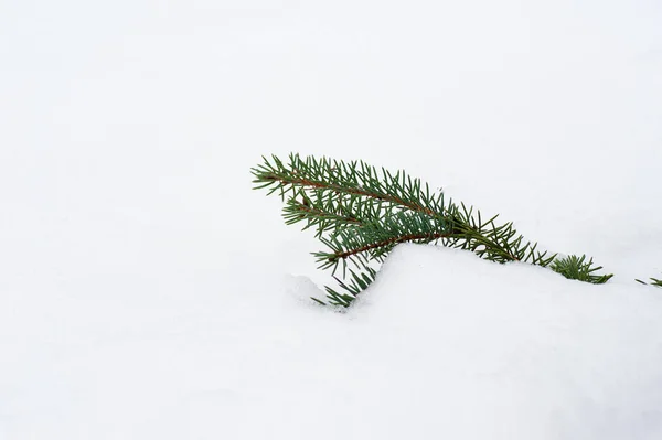 Vánoční evergreen smrk s mrazem na bílém, dovolená pozadí — Stock fotografie