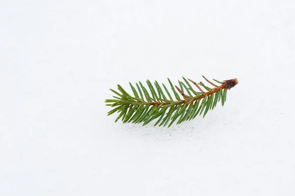 Árvore de abeto perene de Natal com geada em fundo branco, férias — Fotografia de Stock