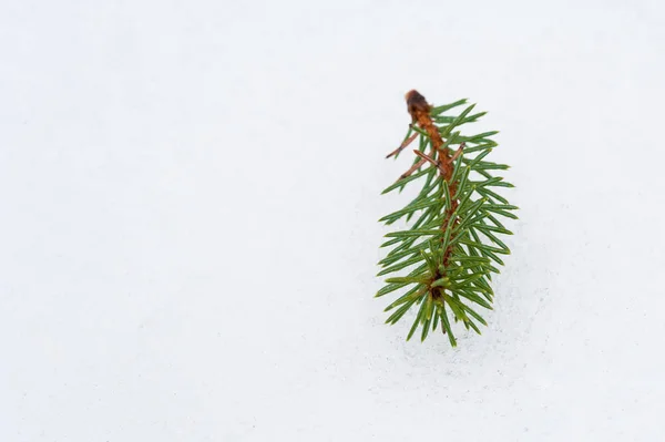 Weihnachten immergrüne Fichte mit Frost auf weißem Grund, Feiertag Hintergrund — Stockfoto