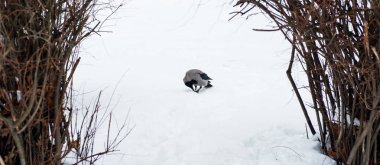 Gri bir karga kardan bir dala doğru yürür