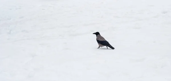 a gray crow walks through the snow to a branch