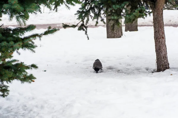 Eine graue Krähe geht durch den Schnee zu einem Ast — Stockfoto