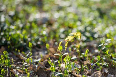 Doğal yeşil yapraklar, dallar
