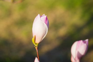 Manolya çiçek, doğal yumuşak çiçek arka plan bahar. Yumuşak odak resim bahar zaman çiçek açması Manolya çiçek dolu. Manolya çiçeklenme çiçekler çerçevede bir çiçek.