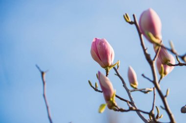 Çiçekli Manolya dalları mükemmel açık mavi gökyüzü karşı