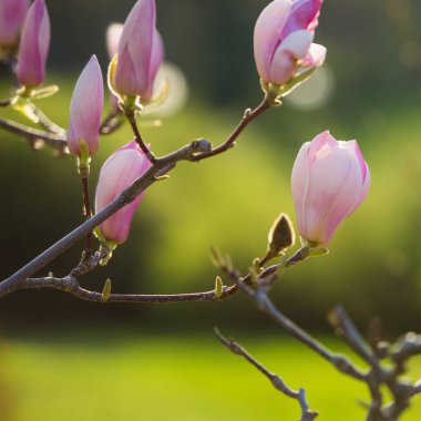 Manolya çiçek, doğal yumuşak çiçek arka plan bahar. Yumuşak odak resim bahar zaman çiçek açması Manolya çiçek dolu. Manolya çiçeklenme çiçekler çerçevede bir çiçek.