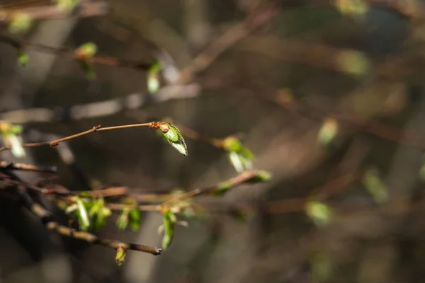 Gemme Verdi Sui Rami Primavera Natura Fioritura Primavera Boke Sfondo — Foto Stock