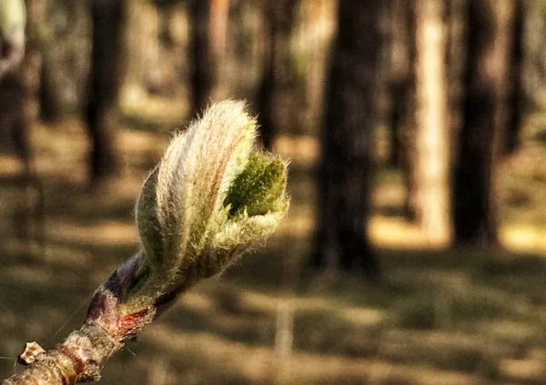그린 봄에서 나뭇가지에 꽃 봉 오리. 자연 그리고 봄에서 꽃입니다. 노 어두운 배경. — 스톡 사진