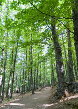 kestane orman vie farklı noktalarından birkaç yaprak ile