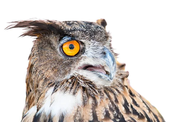 Owl in the foreground isolated with white background posing for — Stock Photo, Image